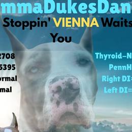 Vienna - Great Dane