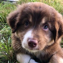 "Winnie" - Red tri-color Australian Shepherd puppy in Edgartown, Massachusetts from Black Pond Australian Shepherds