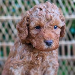 (Black Collar) Storm - Red  male Goldendoodle puppy in Granite Falls Nc, North Carolina from Carolina Goldendoodles