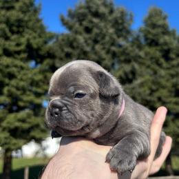 Cinderella - Blue female French Bulldog puppy in Salisbury, Maryland from 77 Frenchies Maryland