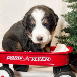 Durham (Red) - Black rust and white male Bernese Mountain Dog puppy in Boiling Springs, South Carolina from OlliePups, LLC