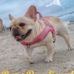 Czarina - French Bulldog