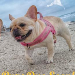 Czarina - French Bulldog