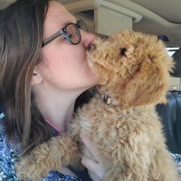 Aussiedoodle Puppies from Color Country Doodles