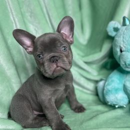 French Bulldog Puppies from Fancy Frenchies