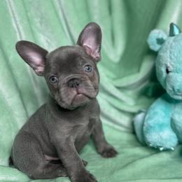 French Bulldog Puppies from Fancy Frenchies