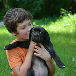 Clarissa - Black female Cane Corso puppy in Princeton, Minnesota from God Of War Cane Corso
