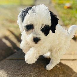 Zion- Female Reservation 5 - White female Sheepadoodle puppy in Spokane, Washington from Downriver Doodles