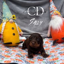 Sally - Chocolate and tan female Dachshund puppy in Huntington, Texas from Camacho_Dachshunds