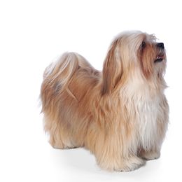 Havanese All Grown Up from GoldDust Havanse