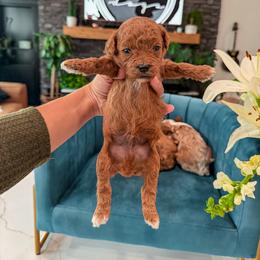 Bernedoodle, Cavapoo, Cavapoochon, Goldendoodle, Poodle, and Yorkipoo Puppies from Anchor Dogs