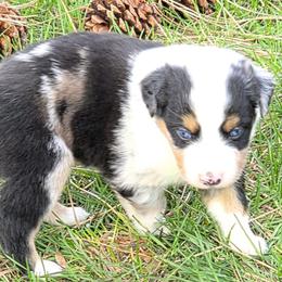 Iceman - Blue merle male Miniature Australian Shepherd puppy in Spirit Lake, Idaho from Gemstone Ridge Mini Aussies