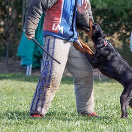 Doberman Pinschers from Doig Dobermans