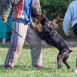 Doberman Pinschers from Doig Dobermans