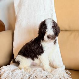 Clyde - Parti male Goldendoodle puppy in Livermore, Colorado from Heritage Hills Family Doodles