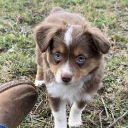 ASDR 2 Blue's The Color of Brandy - Red tri female Toy Australian Shepherd puppy in Tremont, Tennessee from 2 Blue Toy Aussies