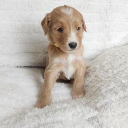 Gold - Apricot male Goldendoodle puppy in Cumming, Georgia from Chattahoochee Kennels