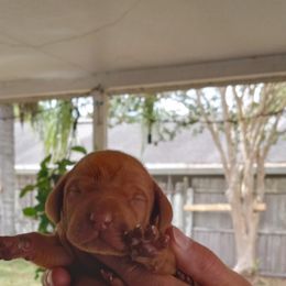 Vizsla Puppies from Foxfire Vizslas