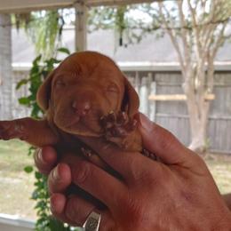 Vizsla Puppies from Foxfire Vizslas