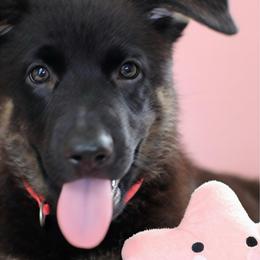 Genevive - Black and cream female German Shepherd puppy in De Land, Florida from 3B’s Animal Artistry