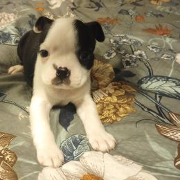 Boston Terrier Puppies from Lotus Life Puppies