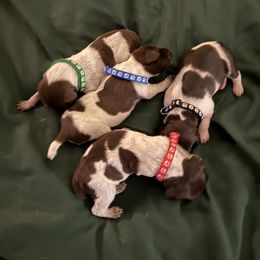 4 males - Liver roan male German Shorthaired Pointer puppy in Osawatomie, Kansas from Doyle’s GSP