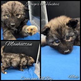 Manhattan - Agouti and white male Siberian Husky puppy in Bloomfield, Indiana from Paiges lil huskies