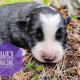 Skunk - Black tri female Miniature Australian Shepherd puppy in Kettle Falls, Washington from Ellie's Miniature Australian Shepherds