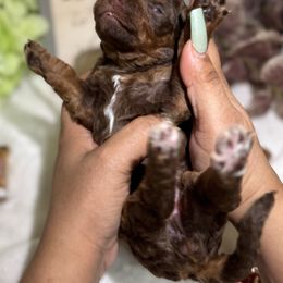 Aussiedoodle, Bernedoodle, Goldendoodle, and Poodle Puppies from Vallevistadoodles