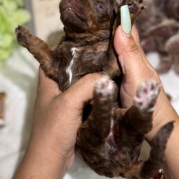 Aussiedoodle, Bernedoodle, Goldendoodle, and Poodle Puppies from Vallevistadoodles
