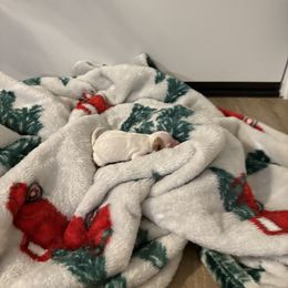 Goldendoodle Puppies from AZ River Doodles