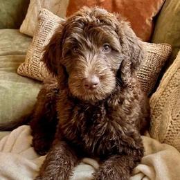 Angelica - Chocolate female Goldendoodle puppy in Tybee Island, Georgia from Castaway Doodles
