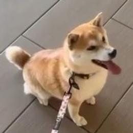 Aiko - Shiba Inu