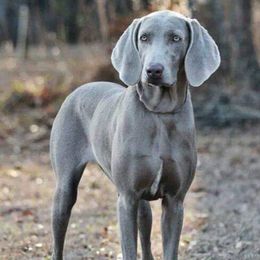 Kaia - Weimaraner