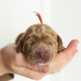 Orange - Caramel male Australian Labradoodle puppy in Williamstown, New York from Lewis Manor Labradoodles