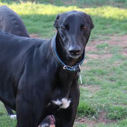 Slate - Greyhound