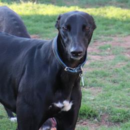 Slate - Greyhound