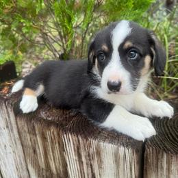 Handsome - Black and white male Cardigan Welsh Corgi puppy in Wekiwa Springs, Florida from It is Corgiland
