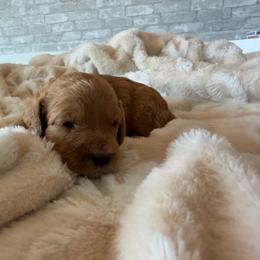 Squeak - Apricot female Cavapoo puppy in Payson, Utah from Country Sky Doodles