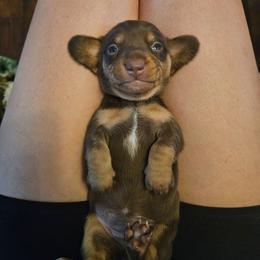 Jade - Chocolate and tan female Dachshund puppy in Neola, Iowa from Eiram Dachshunds