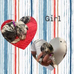 Girl 2 (grape) - Blue merle female Aussiedoodle puppy in Paradise, Texas from Diamond Z Poodles & Doodles