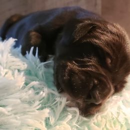 Great Dane Puppies from Gentle Giants of Tennessee Great Danes