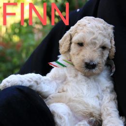 Goldendoodle Puppies from Bee At Ease Farm & Kennel