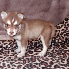 Alaskan Klee Kai and Rat Terrier Puppies from Gems Rat Terriers