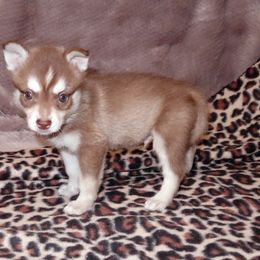 Alaskan Klee Kai and Rat Terrier Puppies from Gems Rat Terriers