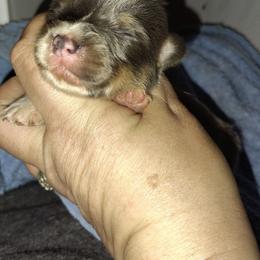 Boy 2 - Gray and white male American Corgi puppy in Odessa, Missouri from LOYAL T K9's CORGIS