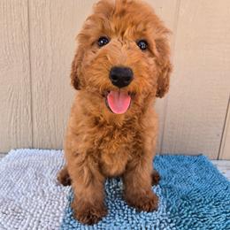 Mr. Teal - Red male Aussiedoodle puppy in Dolan Springs, Arizona from High Desert Companions