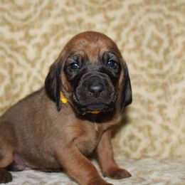 Redbone Coonhound Puppies from Reedy Creek Redbones
