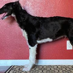 Borzoi Puppies from Northern Tier Hounds