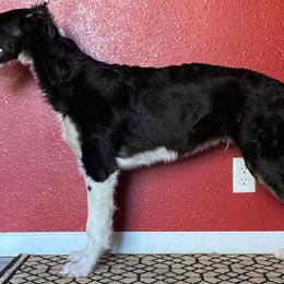 Borzoi Puppies from Northern Tier Hounds